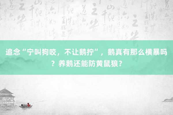 追念“宁叫狗咬，不让鹅拧”，鹅真有那么横暴吗？养鹅还能防黄鼠狼？